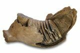 Juvenile Woolly Mammoth Half Mandible with M-M Molars - Poland #295854-1